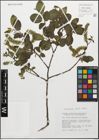 Foto von Salix myrsinifolia Salisb.